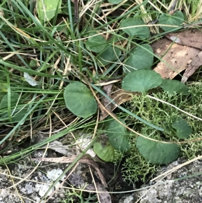 Viola hederacea (Ivy-leaved Violet) at Paddys River, ACT - 26 Jun 2022 by Tapirlord