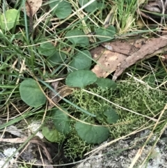 Viola hederacea at Paddys River, ACT - 26 Jun 2022