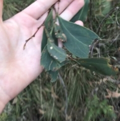 Acacia obliquinervia (Mountain Hickory) at Paddys River, ACT - 25 Jun 2022 by Tapirlord