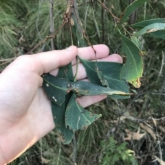 Acacia obliquinervia at Paddys River, ACT - 26 Jun 2022