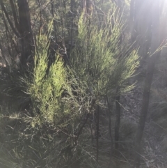 Exocarpos strictus (Dwarf Cherry) at Tidbinbilla Nature Reserve - 25 Jun 2022 by Tapirlord