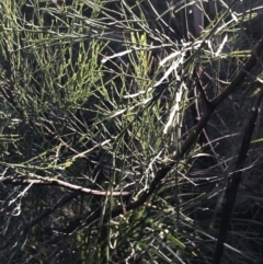 Exocarpos strictus at Paddys River, ACT - 26 Jun 2022