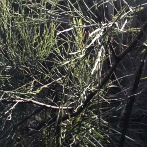 Exocarpos strictus at Paddys River, ACT - 26 Jun 2022 08:15 AM