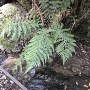 Dicksonia antarctica at Paddys River, ACT - suppressed