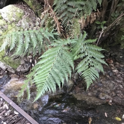 Dicksonia antarctica (Soft Treefern) at Tidbinbilla Nature Reserve - 26 Jun 2022 by Tapirlord