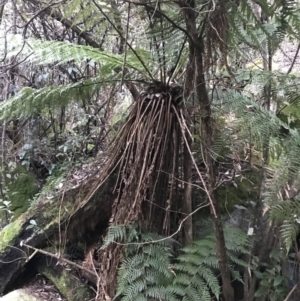 Dicksonia antarctica at Paddys River, ACT - suppressed