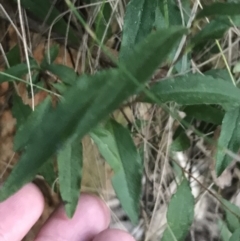 Billardiera macrantha (Mountain Appleberry) at Paddys River, ACT - 26 Jun 2022 by Tapirlord