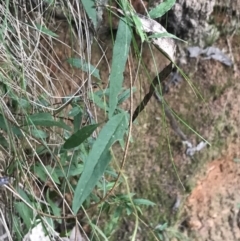 Billardiera macrantha at Paddys River, ACT - 26 Jun 2022 08:07 AM