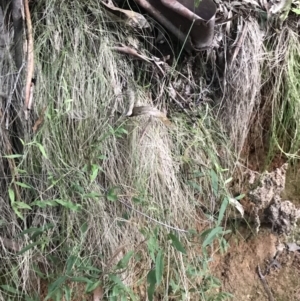 Billardiera macrantha at Paddys River, ACT - 26 Jun 2022