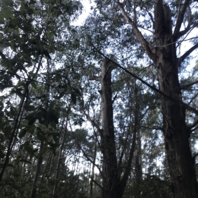 Eucalyptus fastigata (Brown Barrel) at Paddys River, ACT - 26 Jun 2022 by Tapirlord