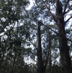 Eucalyptus fastigata (Brown Barrel) at Tidbinbilla Nature Reserve - 25 Jun 2022 by Tapirlord