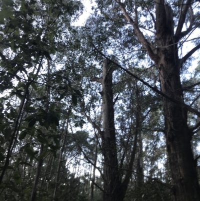 Eucalyptus fastigata (Brown Barrel) at Paddys River, ACT - 25 Jun 2022 by Tapirlord