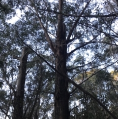 Eucalyptus fastigata at Paddys River, ACT - 26 Jun 2022