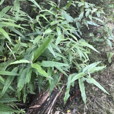 Olearia lirata (Snowy Daisybush) at Tidbinbilla Nature Reserve - 25 Jun 2022 by Tapirlord