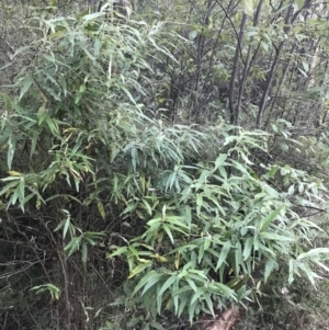 Olearia lirata at Paddys River, ACT - 26 Jun 2022