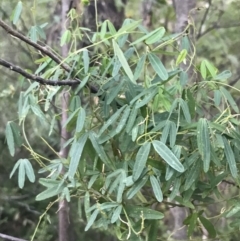 Glycine clandestina (Twining Glycine) at Tidbinbilla Nature Reserve - 25 Jun 2022 by Tapirlord