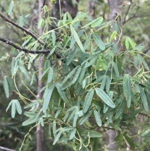 Glycine clandestina at Tidbinbilla Nature Reserve - 26 Jun 2022