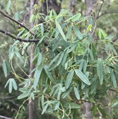 Glycine clandestina (Twining Glycine) at Paddys River, ACT - 26 Jun 2022 by Tapirlord