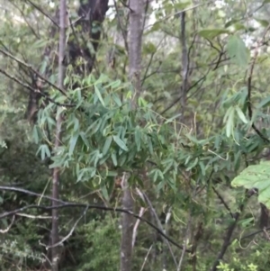 Glycine clandestina at Tidbinbilla Nature Reserve - 26 Jun 2022 07:52 AM