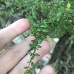 Coprosma quadrifida (Prickly Currant Bush, Native Currant) at Tidbinbilla Nature Reserve - 25 Jun 2022 by Tapirlord