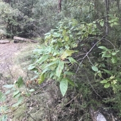 Pomaderris aspera (Hazel Pomaderris) at Tidbinbilla Nature Reserve - 25 Jun 2022 by Tapirlord