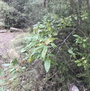 Pomaderris aspera at Paddys River, ACT - 26 Jun 2022