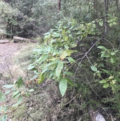 Pomaderris aspera (Hazel Pomaderris) at Paddys River, ACT - 25 Jun 2022 by Tapirlord