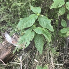 Pomaderris aspera at Paddys River, ACT - 26 Jun 2022