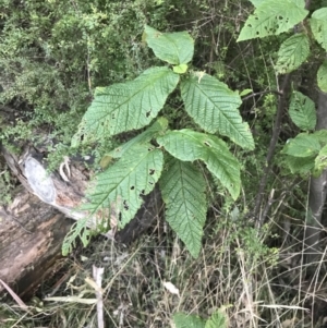 Pomaderris aspera at Paddys River, ACT - 26 Jun 2022 07:52 AM