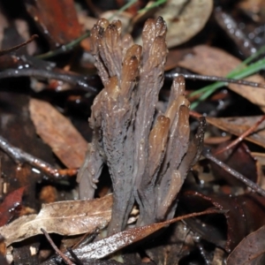 Clavulina cinerea/vinaceocervina at Acton, ACT - 1 Jul 2022