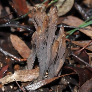 Unidentified Coralloid fungus, markedly branched (TBC) at suppressed by TimL