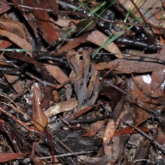 Clavulina cinerea/vinaceocervina at Acton, ACT - 1 Jul 2022