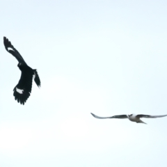 Elanus axillaris (Black-shouldered Kite) at Manton, NSW - 30 Jun 2022 by jb2602