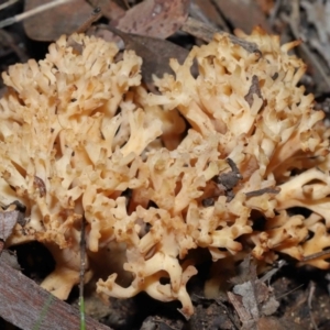 Ramaria sp. at Acton, ACT - 26 Jun 2022