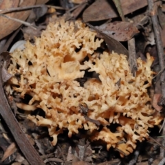 Ramaria sp. at Acton, ACT - 26 Jun 2022 11:19 AM