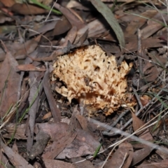 Ramaria sp. (genus) at Acton, ACT - 26 Jun 2022 11:19 AM