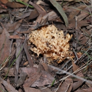 Ramaria sp. (genus) at Acton, ACT - 26 Jun 2022 11:19 AM