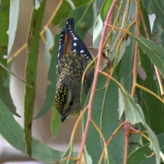 Pardalotus punctatus (Spotted Pardalote) at Bellmount Forest, NSW - 30 Jun 2022 by jb2602