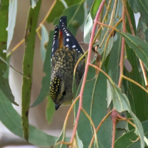 Pardalotus punctatus at Bellmount Forest, NSW - 30 Jun 2022