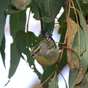 Pardalotus punctatus at Bellmount Forest, NSW - 30 Jun 2022