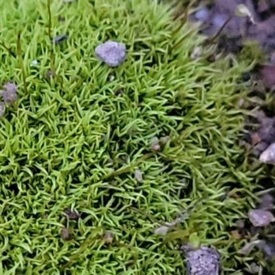 Unverified Moss, Liverwort or Hornwort at Molonglo Valley, ACT - 2 Jul 2022 by trevorpreston