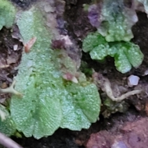 Riccia sp. (genus) at Molonglo Valley, ACT - 2 Jul 2022 05:00 PM