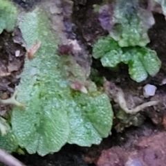 Riccia sp. (genus) (Liverwort) at Piney Ridge - 2 Jul 2022 by trevorpreston