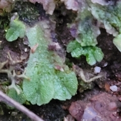 Riccia sp. (genus) at Molonglo Valley, ACT - 2 Jul 2022