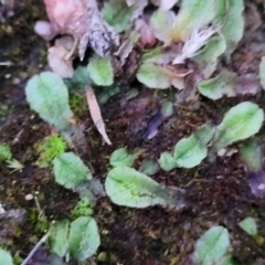 Riccia sp. (genus) at Molonglo Valley, ACT - 2 Jul 2022