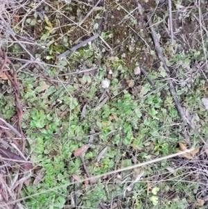 Riccia sp. at Molonglo Valley, ACT - 2 Jul 2022
