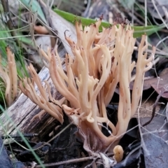 Ramaria sp. (A Coral fungus) at Piney Ridge - 2 Jul 2022 by trevorpreston