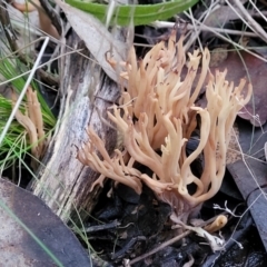 Ramaria sp. at Stromlo, ACT - 2 Jul 2022 04:57 PM