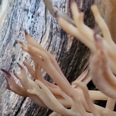 Ramaria sp. at Stromlo, ACT - 2 Jul 2022