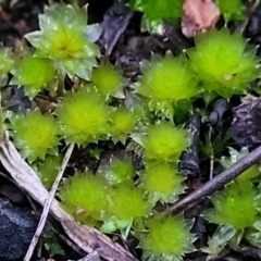 Bryaceae (family) (A moss) at Block 402 - 2 Jul 2022 by trevorpreston
